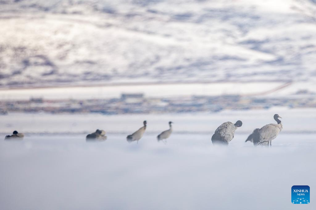 Black-necked cranes spotted at wetland in China's Xizang