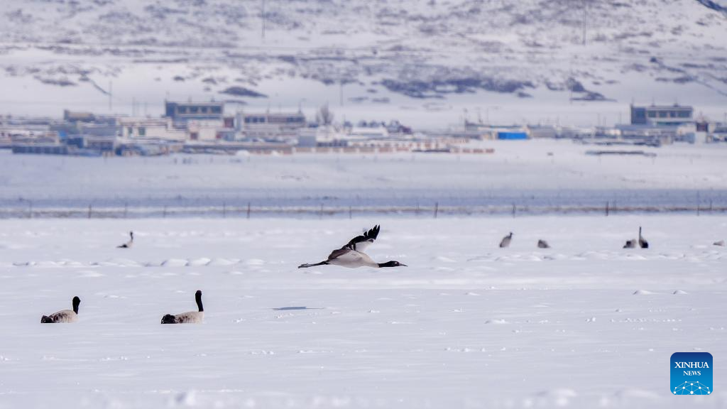 Black-necked cranes spotted at wetland in China's Xizang