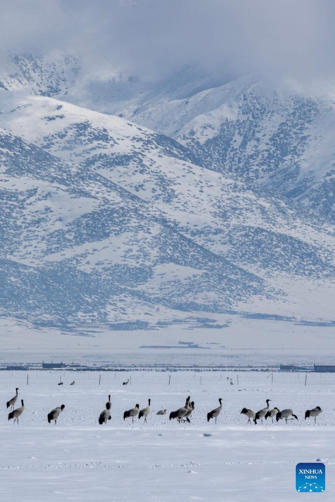 Black-necked cranes spotted at wetland in China's Xizang