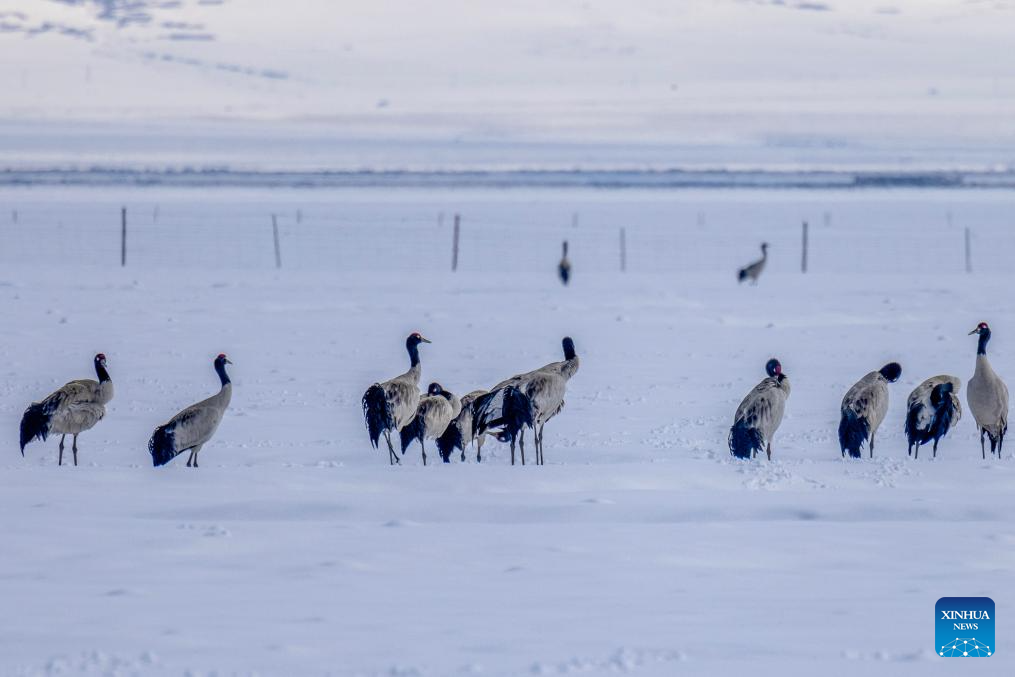 Black-necked cranes spotted at wetland in China's Xizang