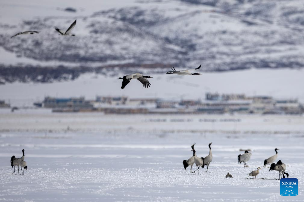 Black-necked cranes spotted at wetland in China's Xizang