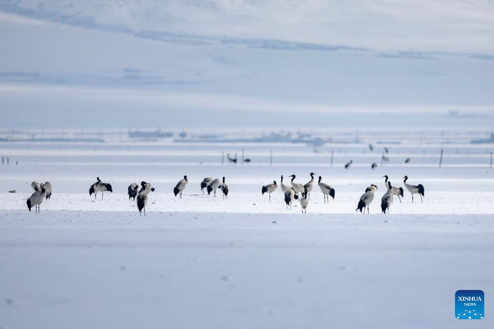 Black-necked cranes spotted at wetland in China's Xizang