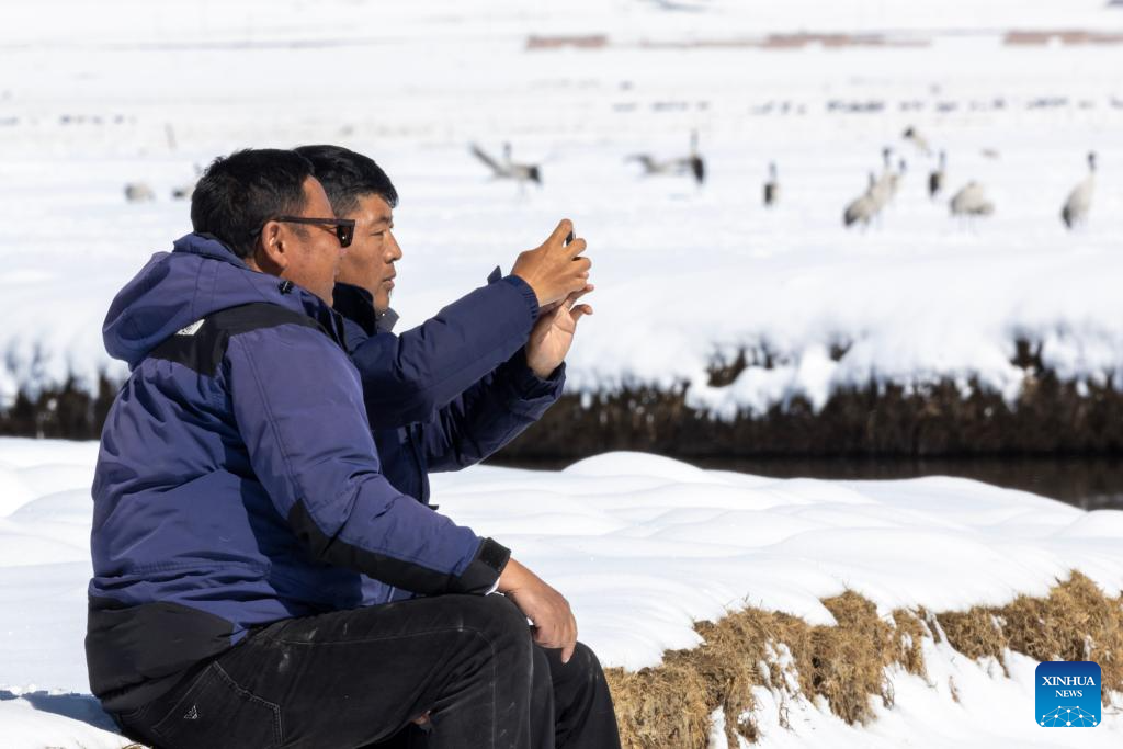 Black-necked cranes spotted at wetland in China's Xizang