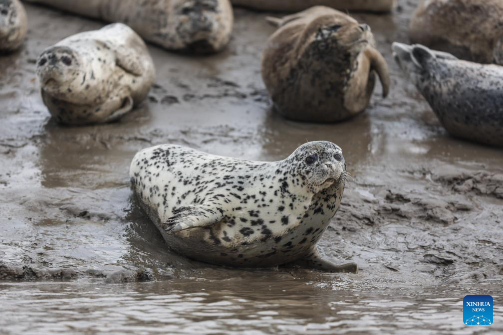 Spotted seals enter active period as temperature rises in NE China