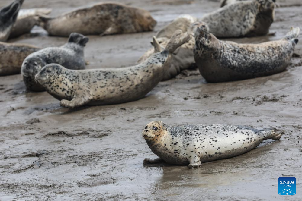 Spotted seals enter active period as temperature rises in NE China