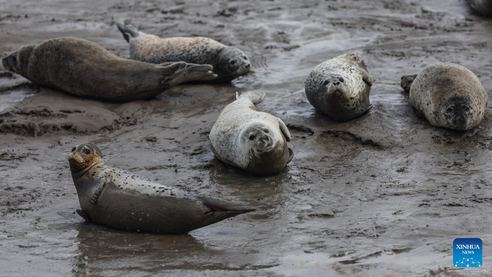 Spotted seals enter active period as temperature rises in NE China