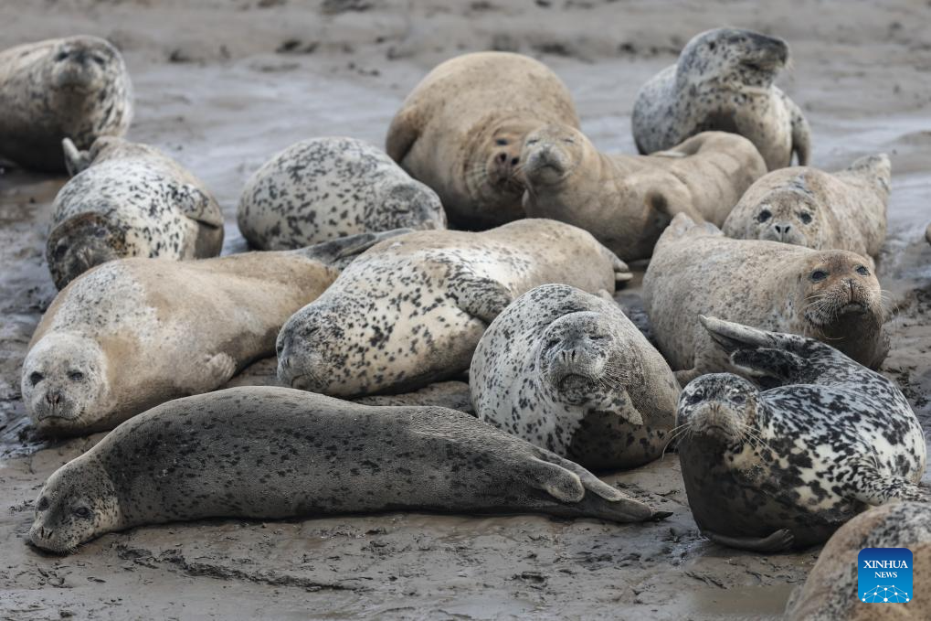 Spotted seals enter active period as temperature rises in NE China