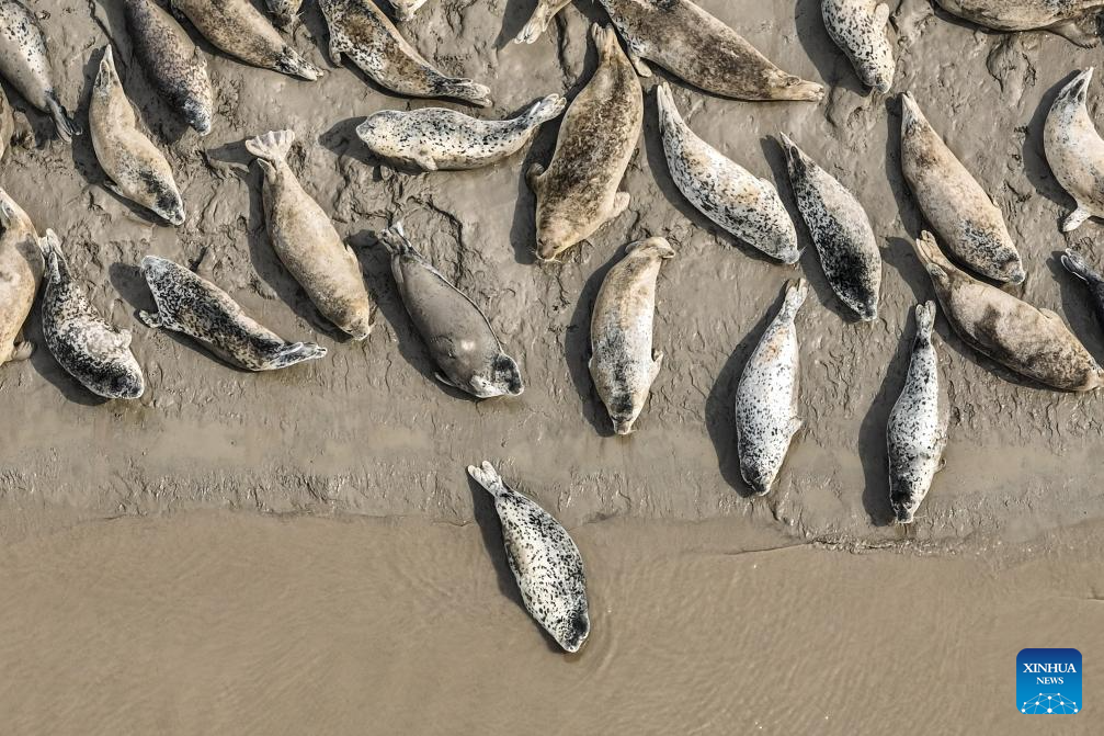 Spotted seals enter active period as temperature rises in NE China