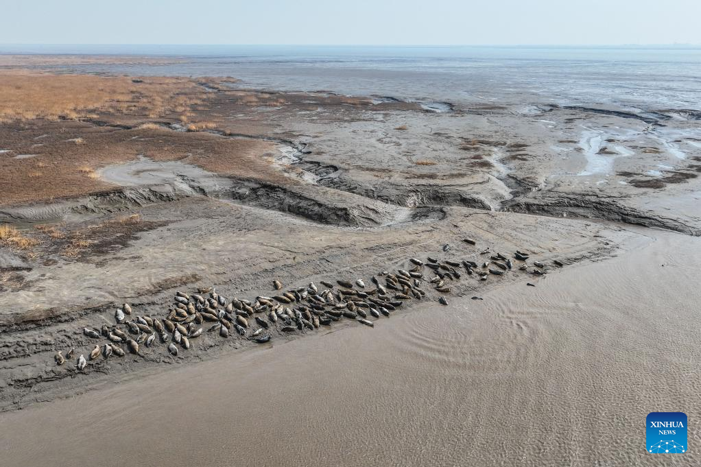 Spotted seals enter active period as temperature rises in NE China