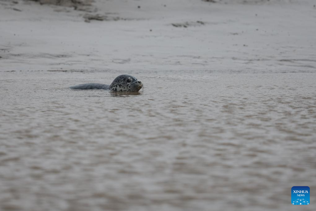 Spotted seals enter active period as temperature rises in NE China