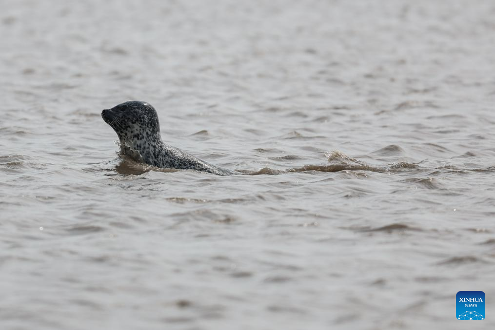 Spotted seals enter active period as temperature rises in NE China