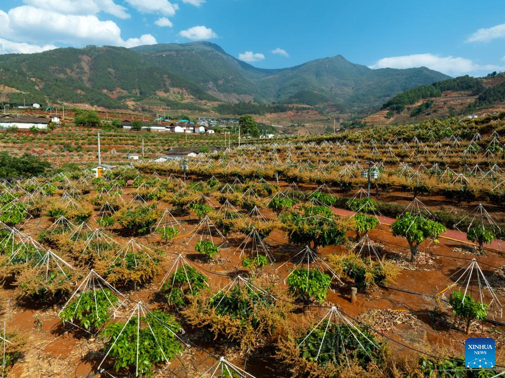 Modern science and technology boost agricultural development in SW China