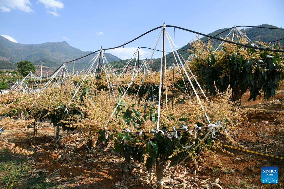 Modern science and technology boost agricultural development in SW China