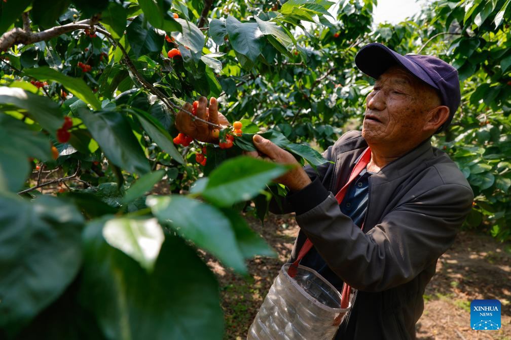 Modern science and technology boost agricultural development in SW China