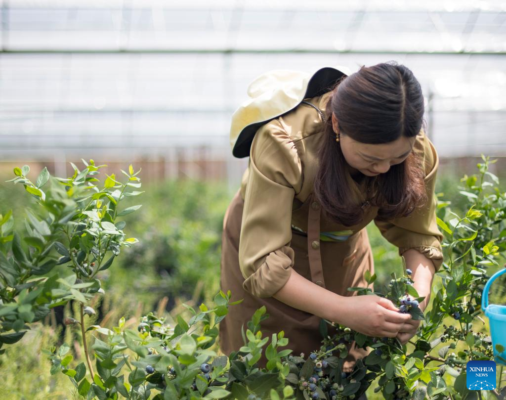 Modern science and technology boost agricultural development in SW China