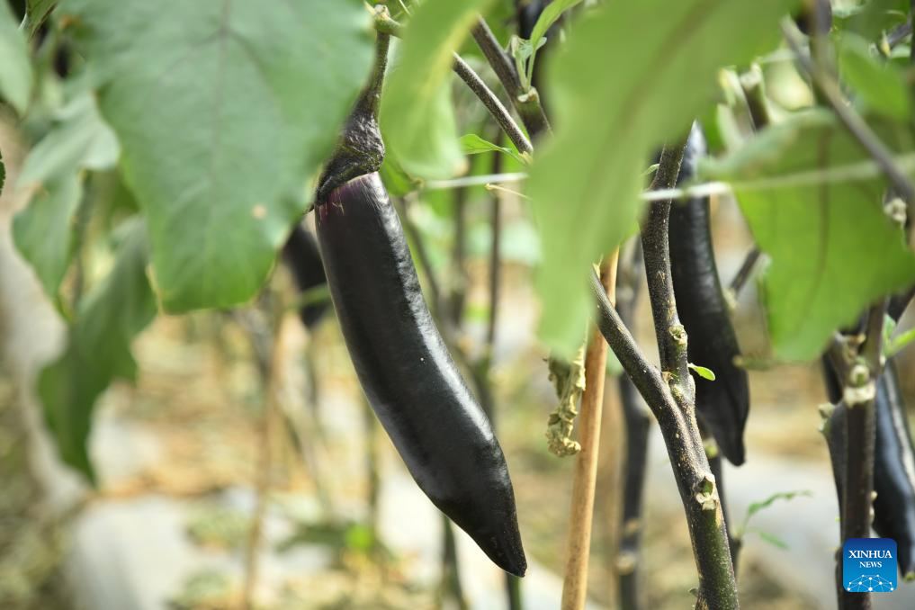 Modern science and technology boost agricultural development in SW China