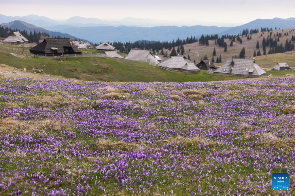 A glimpse of spring scenery worldwide