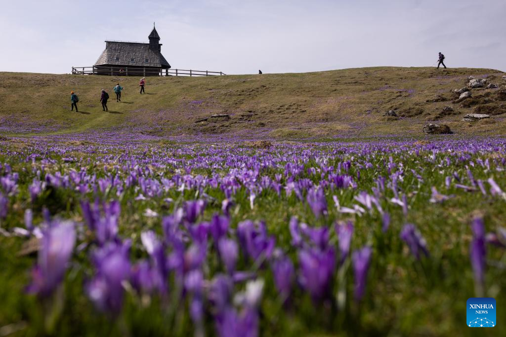 A glimpse of spring scenery worldwide