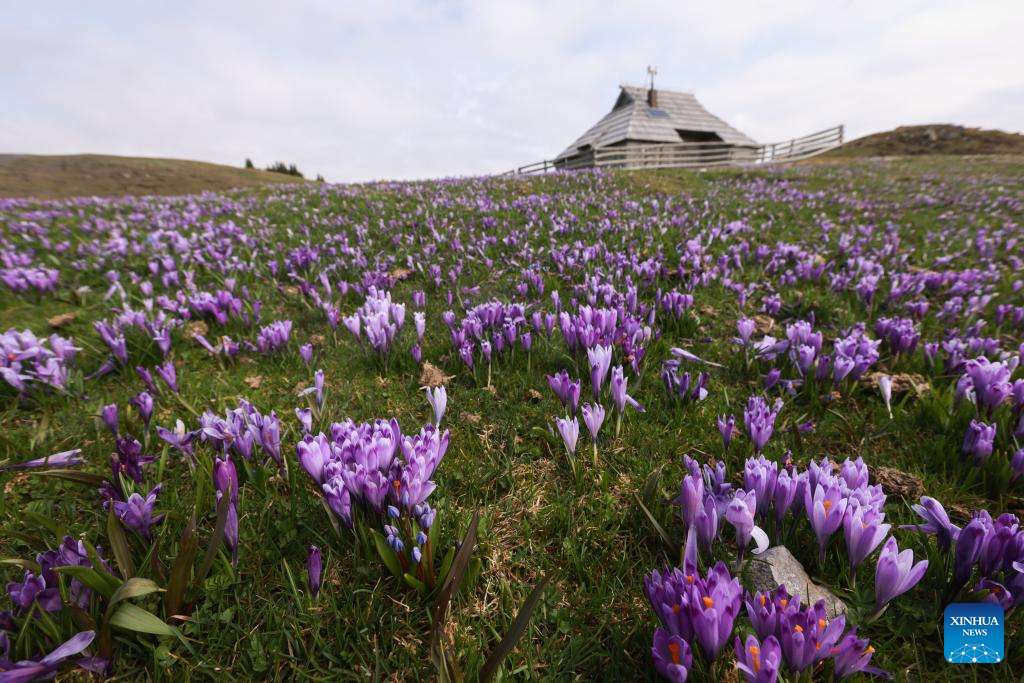 A glimpse of spring scenery worldwide