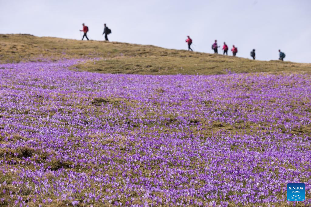 A glimpse of spring scenery worldwide