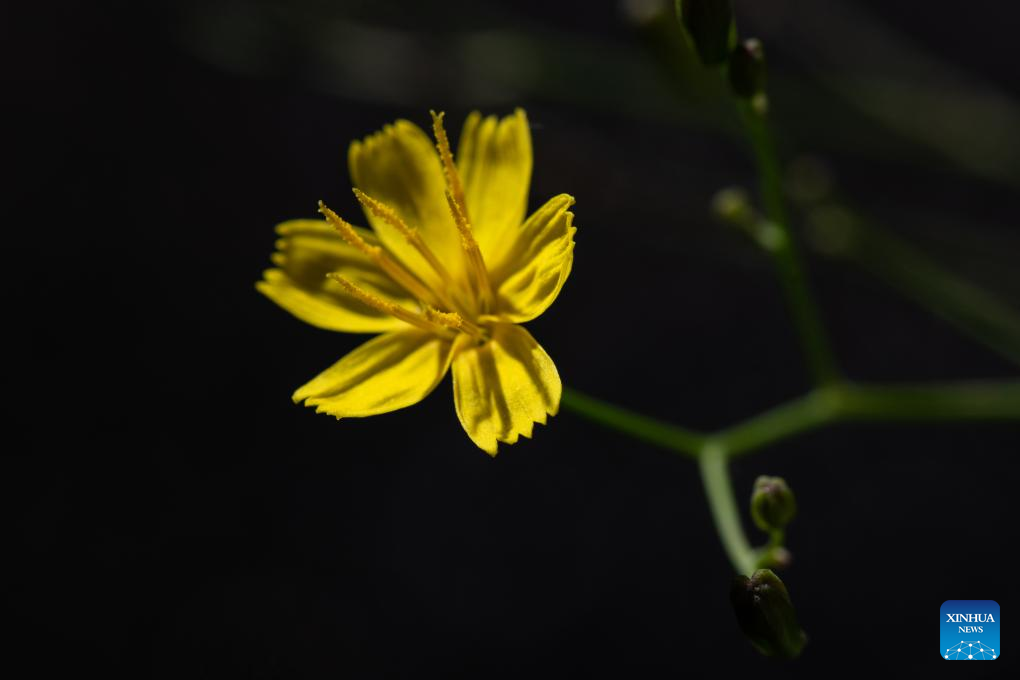 New Asteraceae species discovered in SW China