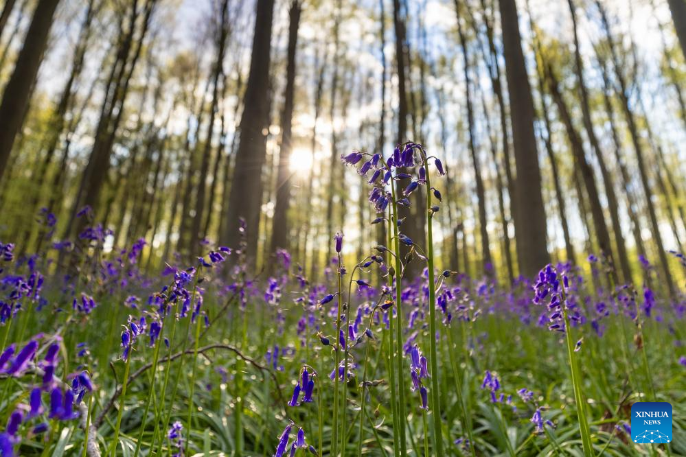 Scenery of wild bluebells in Hallerbos, Belgium