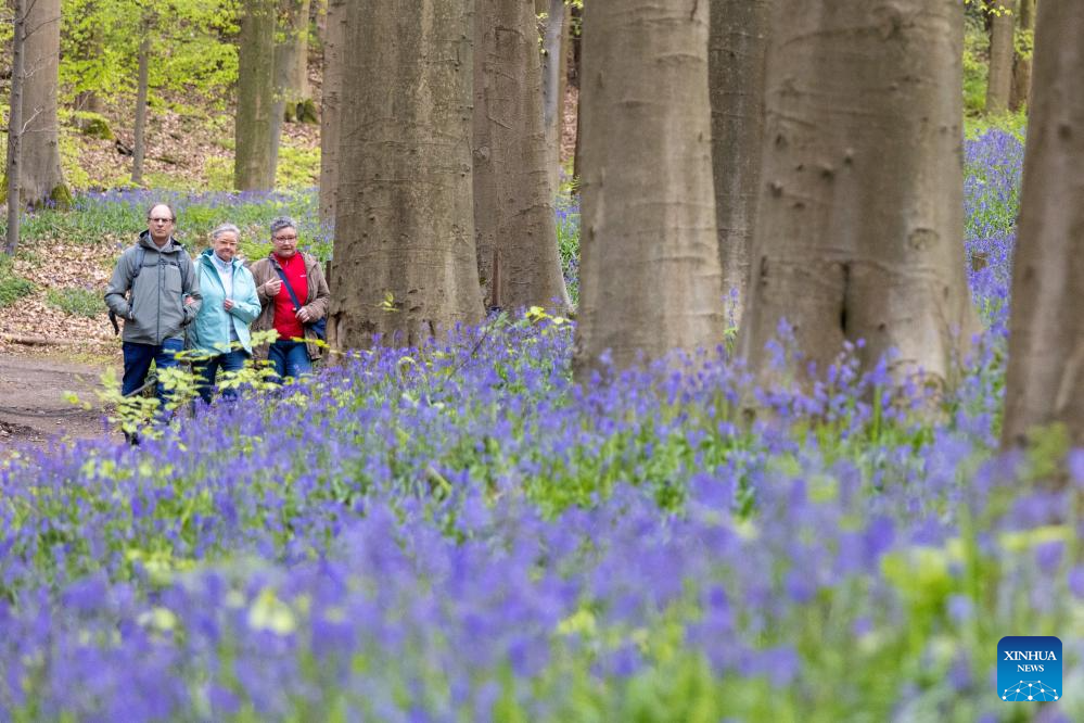 Scenery of wild bluebells in Hallerbos, Belgium