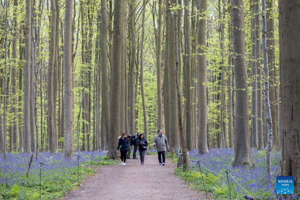 Scenery of wild bluebells in Hallerbos, Belgium