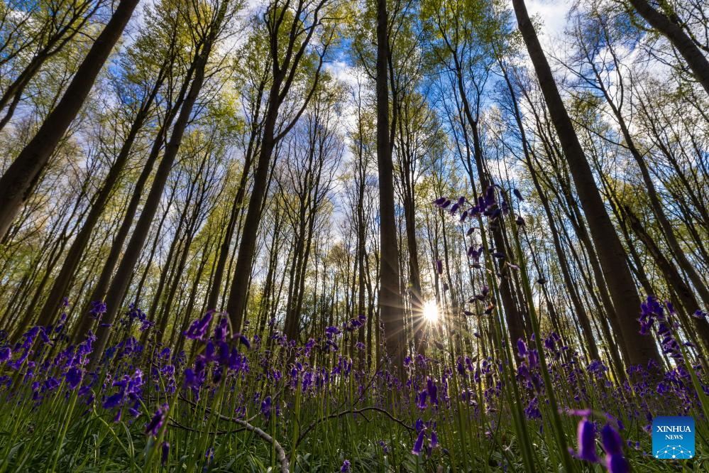 Scenery of wild bluebells in Hallerbos, Belgium