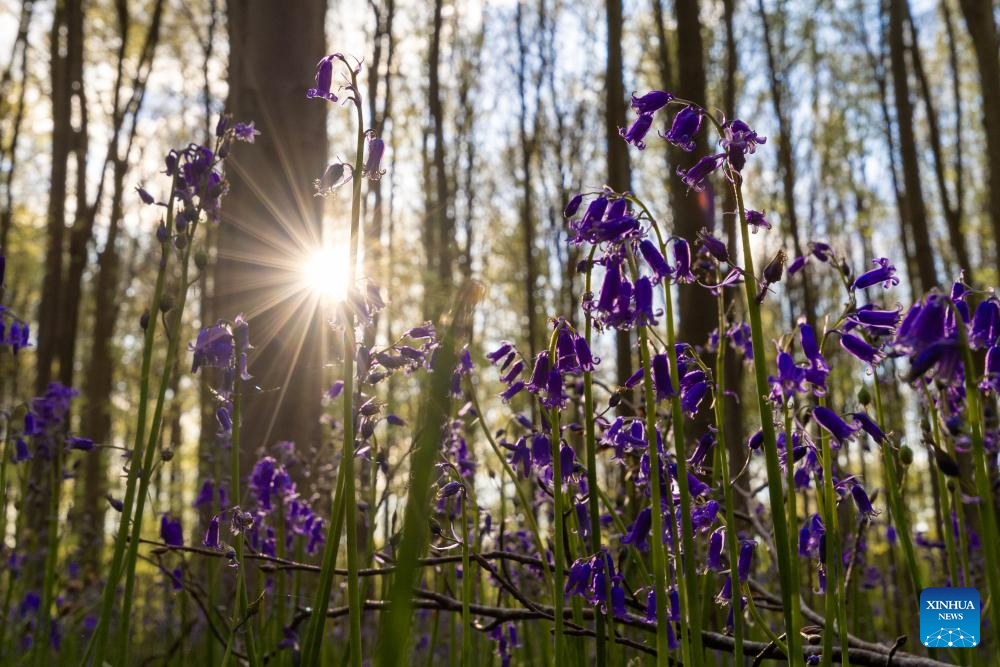 Scenery of wild bluebells in Hallerbos, Belgium