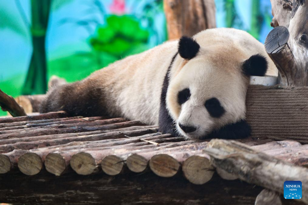 Four giant pandas make public debut at their new home in China's Lanzhou