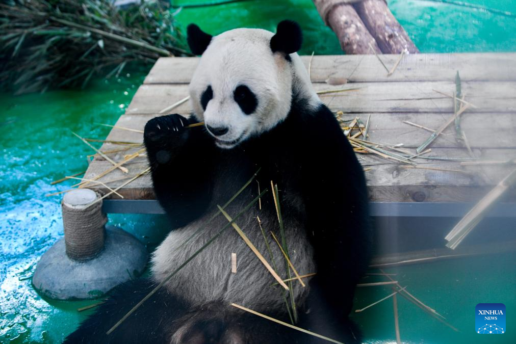 Four giant pandas make public debut at their new home in China's Lanzhou