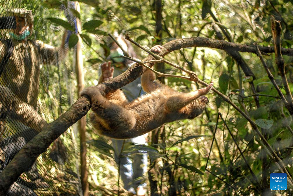 Javan slow lorises released to wild after receiving treatment in Indonesia