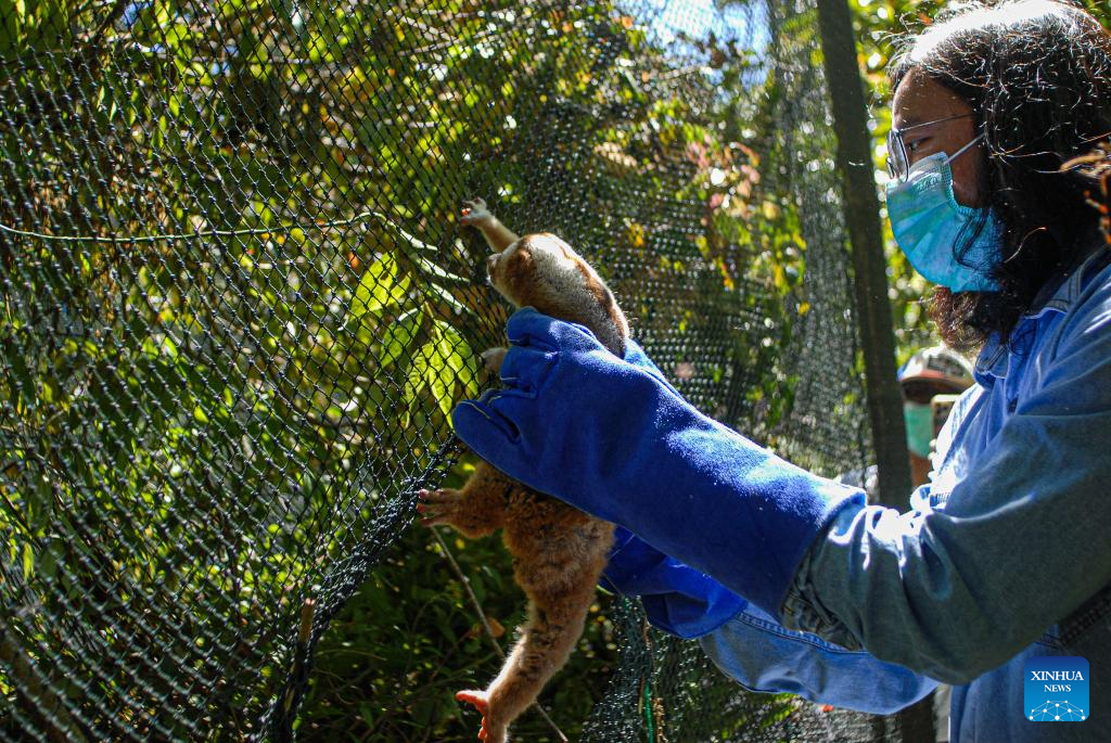 Javan slow lorises released to wild after receiving treatment in Indonesia