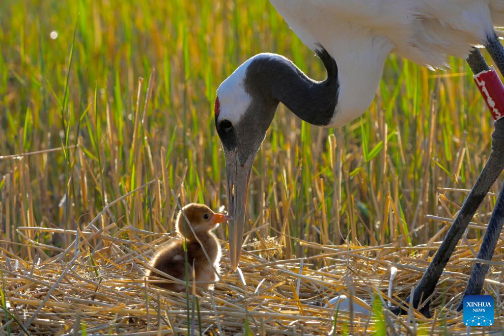 Red-crowned cranes enter breeding season in NE China