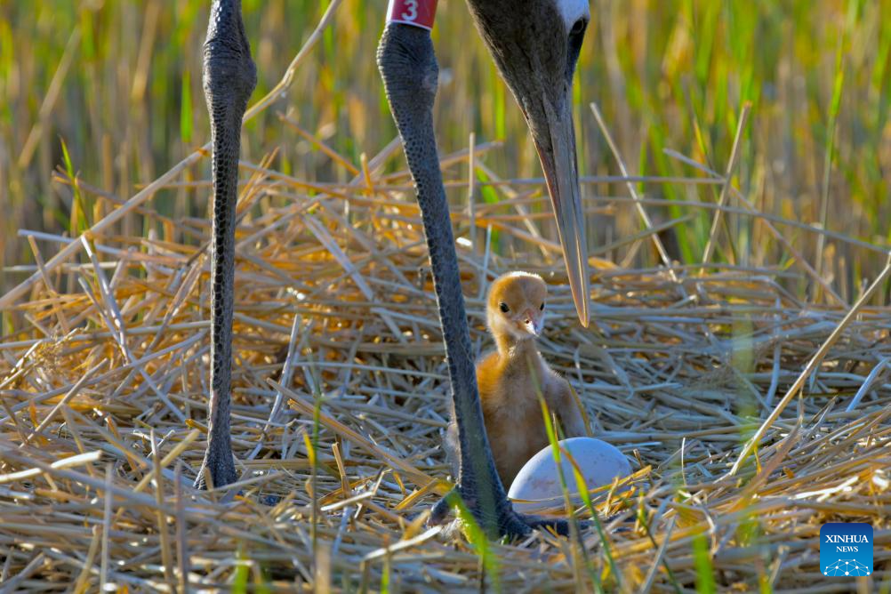 Red-crowned cranes enter breeding season in NE China