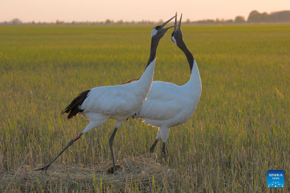 Red-crowned cranes enter breeding season in NE China