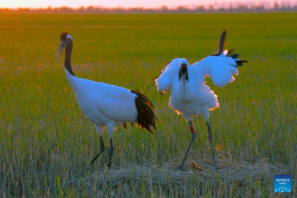 Red-crowned cranes enter breeding season in NE China