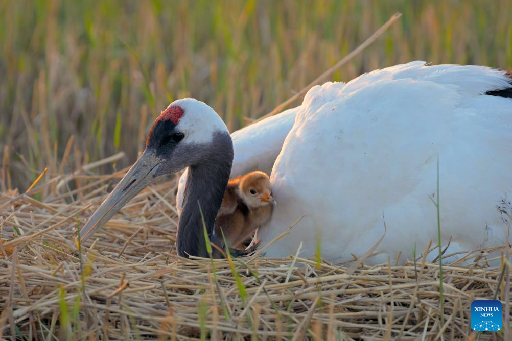 Red-crowned cranes enter breeding season in NE China