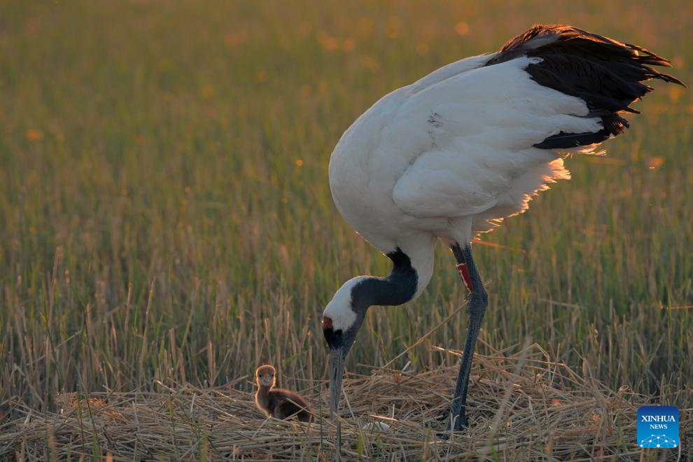 Red-crowned cranes enter breeding season in NE China