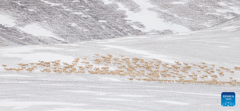 In pics: migration of pregnant Tibetan antelopes in Xizang