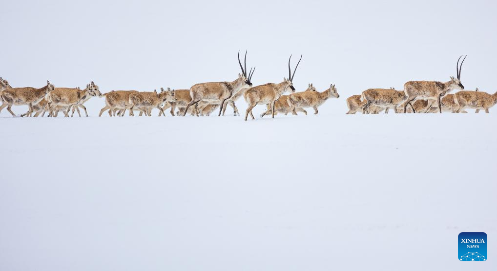 In pics: migration of pregnant Tibetan antelopes in Xizang