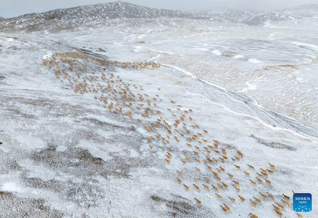 In pics: migration of pregnant Tibetan antelopes in Xizang