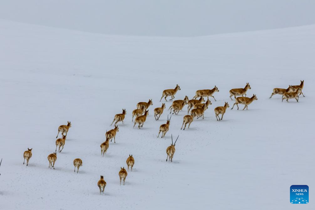 In pics: migration of pregnant Tibetan antelopes in Xizang