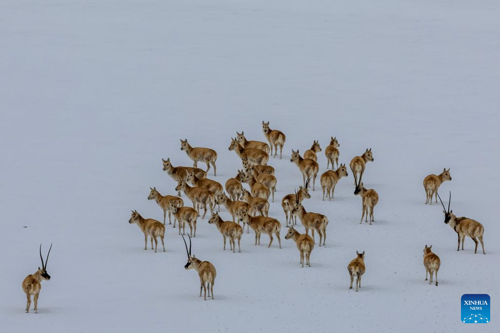 In pics: migration of pregnant Tibetan antelopes in Xizang