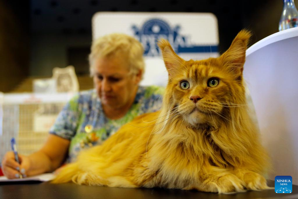 In pics: Sofisticat Spring Int'l Cat show in Bucharest, Romania