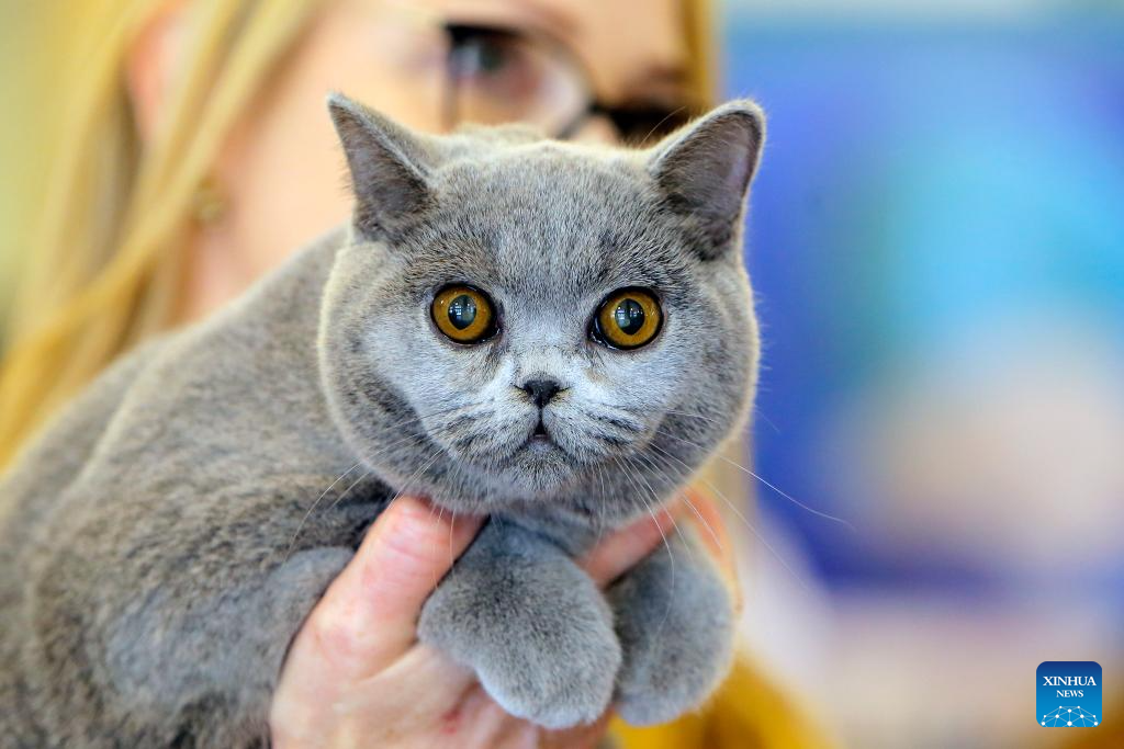 In pics: Sofisticat Spring Int'l Cat show in Bucharest, Romania