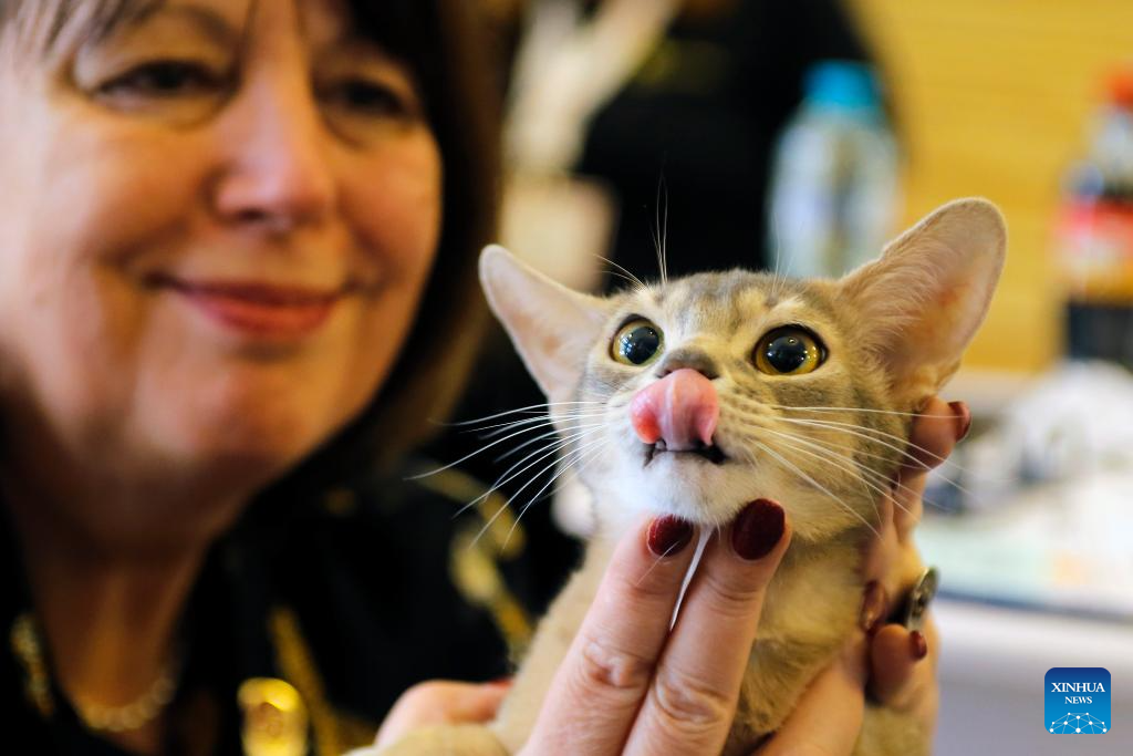 In pics: Sofisticat Spring Int'l Cat show in Bucharest, Romania