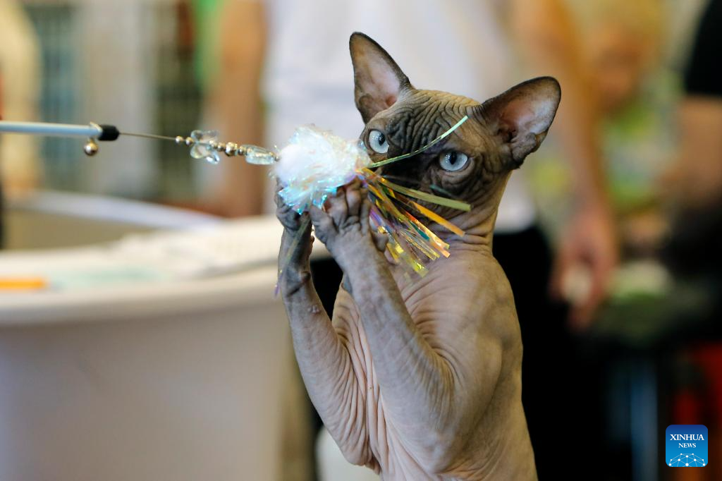 In pics: Sofisticat Spring Int'l Cat show in Bucharest, Romania