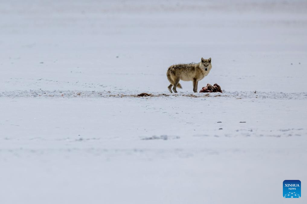 In pics: wild animals at Changtang National Nature Reserve in SW China's Xizang